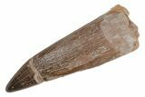 Fossil Plesiosaur (Zarafasaura) Tooth - Morocco #211436-1